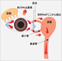 涙液の流れ
